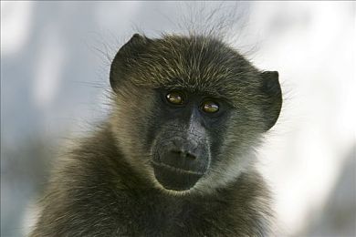 黄色下载vivo：极速狂飙新作发布，赛博竞速玩法迎来数据化革命