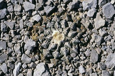 啦啦漫画首录登录入口:当手绘赛道遇见引擎轰鸣,驶入二次元竞速宇宙-1