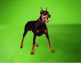 国产A片成人：极速幻影都市狂飙，电影级画质与深度改装征服竞速爱好者-3