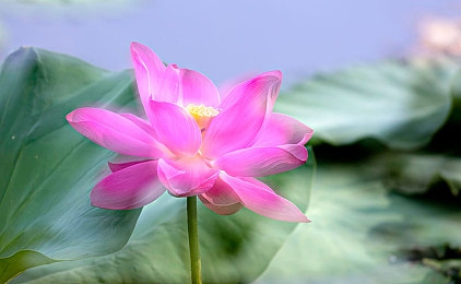 色狼aPP：街头追踪与科技竞速，开启智慧驾驶新战场