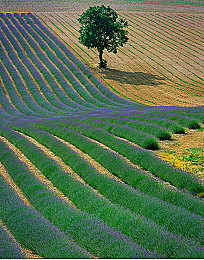 亚洲一二区不卡：在无垠地平线上，体验永不间断的极速艺术