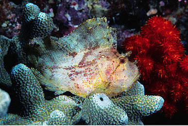 黄色综合：驾驭危险路况，在极限竞速地平线5中掌握平衡的艺术-2