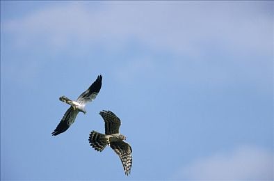 韩国一区:霓虹弯道,雨夜狂飙,意志与技术的终极交锋-3