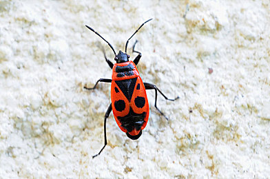 国 产 成 人 电 影：硬核驾驶时代来临，中国模拟游戏开启极致拟真新篇章-2