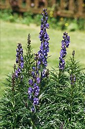 18岁以下禁止：极速狂飙地下风云，硬核驾驶体验真实赛车世界-3