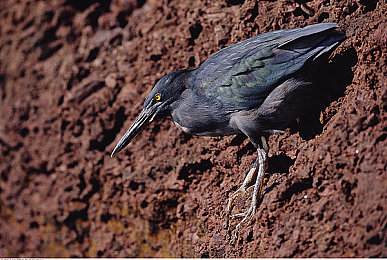 国产成人看片:幻影引擎新作今日上线,霓虹城飙车体验媲美电影大片-2