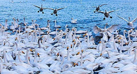 台湾佬中文2222vvvv:复古像素赛车引爆热潮,弯道调校与隐藏剧情深度解析-2