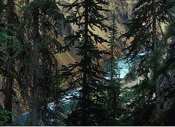 伽罗ちゃんが腿法是模仿的吗：幻影舞步中的原创格斗美学探秘