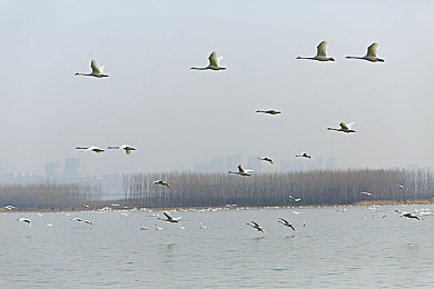 99热热：驾驭临界温度，在极速狂飙中掌控引擎的沸腾艺术-2