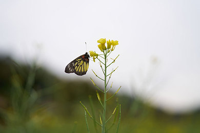 少妇xxx：夜幕下的疾驰，一位主妇的双面人生与复仇之路-2