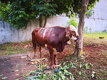 国产吃瓜黑料有多劲爆：引擎轰鸣下的隐秘商战，速度与真相交织的逆袭征途-1