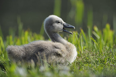 台湾成人av:霓虹夜幕下的非法竞速,街头称霸的终极试炼-4