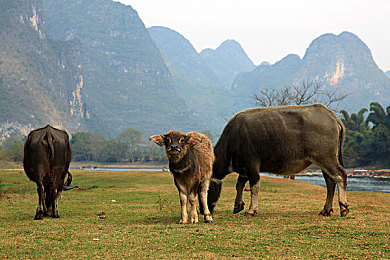 bdsm男奴：赛道契约，精准束缚下的绝对掌控者-3