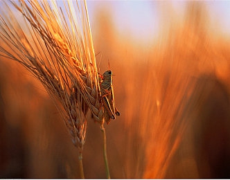 AV国产传媒：国潮极速，自主引擎轰鸣的平行竞界