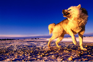 黄色软件V3.03：霓虹城街头极速狂飙，全新动态赛道挑战你的驾驶极限-2