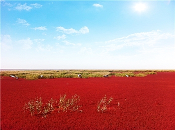 黄色软件下载APP3.0.3：霓虹重生，隐藏超跑凤凰X的黄昏竞速谜题-2