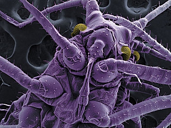 后进大屁股圆润翘臀：驾驭赛道艺术，极品飞车后驱车型操控美学全解析