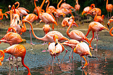 成人福利导航网：霓虹暗影，极速都市的隐秘赛道-2