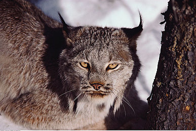 黄色软件OPOP:午夜边缘,非法调校师的街头性能博弈-2