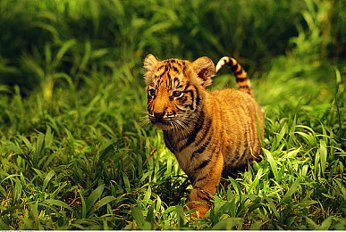 牛鞭伸入女人下身：极限赛道驾驭狂野改装，征服峡谷体验竞速巅峰-2