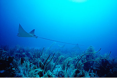 刘亦菲B站视频播放量排行：仙侠女神跨界驰骋，开放世界驾驶新体验