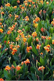 插插插软件：硬核机械组装，征服极限地形的终极驾驶模拟-4