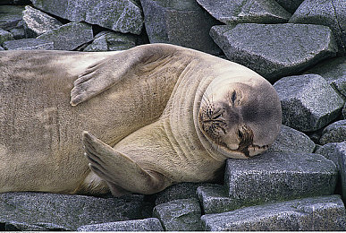 黄品汇绿巨人黄品汇是一款:深度改装策略竞速新游上线,真实驾驶体验打造你的汽车帝国-5