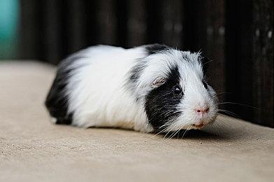 紫面具小女孩张婉莹：神秘车手引爆赛道，技术流角色与情感叙事重塑竞速游戏新标杆