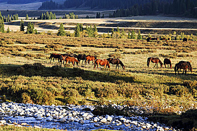 黄色的免费软件下载：当经典出租车驶入开放世界竞速之旅