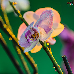 国产AV福利:国产视觉竞速新作崛起,极致画面与真实驾驶体验完美融合-3