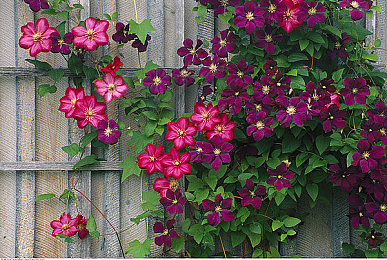 软件免费下载3.0.3免费版大全装扮 Oppo：《街头定制王》全新免费改装包上线，Oppo系列赛车迎来社区共创黄金时代-2