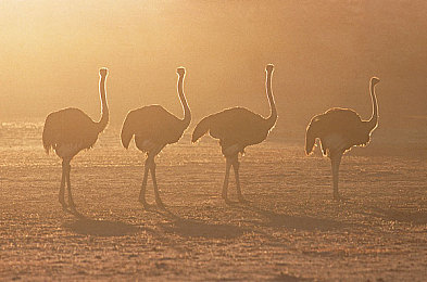 中国男男Gay 体育生白袜:疾速狂飙上线,以独特护符与团队羁绊重塑校园赛车体验-3