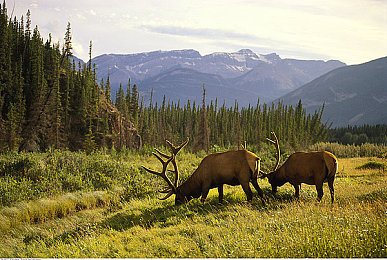 国产色片禁用APP：《极速净化：都市狂飙》上线，玩家化身净网员驾驶改装车清除违规广告