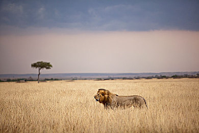 真实国产乱子伦毛片：家族内斗与引擎轰鸣，国产汽车商战游戏今日正式发售