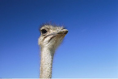 男生女生一起相差差差软件：双人竞速，差异协同的极致共舞-2