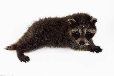 欧美bbbbb：轰鸣巨兽与地平线共舞的狂飙诗篇-2