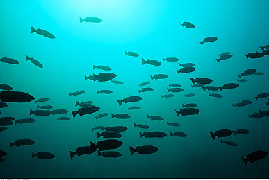 插阴软件:黑客竞速新作引爆秋日,双线操作颠覆传统飙车体验-3