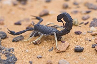 火辣辣福利网站：极限竞速地平线5最新攻略，隐藏车辆与季节奖励全解析-4