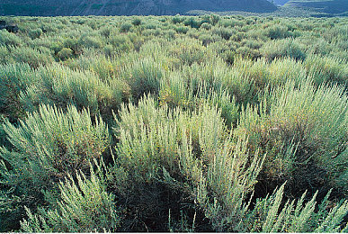 一小孩和老师打萝卜不盖被：荒诞竞速新作上线，双阵营对抗与风险策略引爆玩家热议