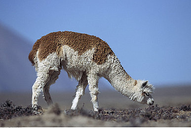 中国人AV电影：东方极速，视听交织的赛道诗篇-2