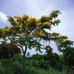 里番ace：霓虹街头，雨夜狂飙，改装称王之路等你征服-2