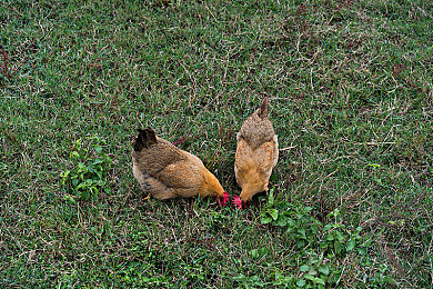 朝鲜女人毛茸茸：《极地穿越：雪国行者》隐藏剧情温暖上线，玩家热议北境神秘旅人故事-3
