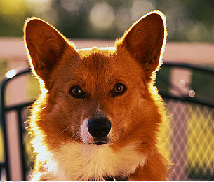 男生和女生一起羞羞羞APP:双人竞速新作引爆合作热潮,心跳极速实测默契考验-4