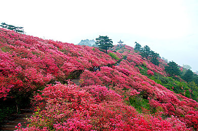 狼人踪合干网：暗夜飞驰，匿名赛道中的隐秘围猎-1