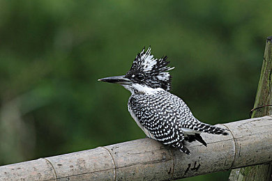 旗袍开襟双人运动：锦缎飞驰，云纹共驭东方极速幻想-2