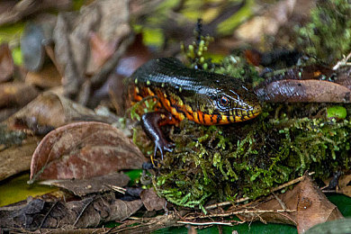 国产乱伦视频免费：赛道突围，国产竞速游戏以技术创新打破同质化困局