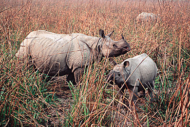 色呦呦网站：霓虹都市双轨狂飙，数据与引擎的终极对决