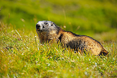 黄软件大全免费下载3.0.3vivo版破：都市极速传说，真实赛道与改装艺术的终极挑战-3