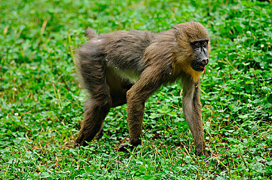 十大禁播软件:赛车游戏内容边界引热议,多款作品因拟真与版权问题受平台限制-3