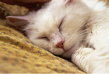 狂野欧美bbw：钢铁巨兽，废土驰骋的生存史诗-4